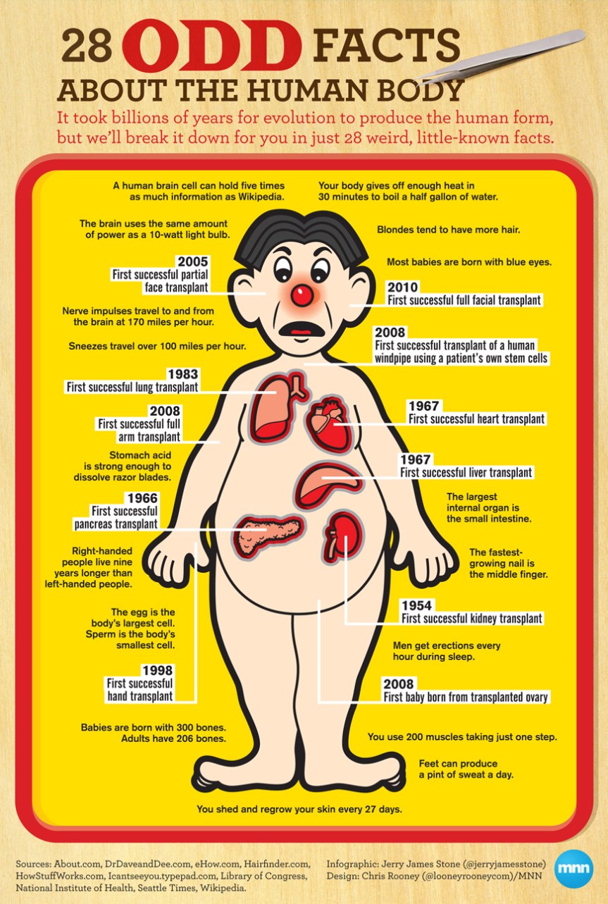28 Odd Facts About the Human Body infographic about body, human, health