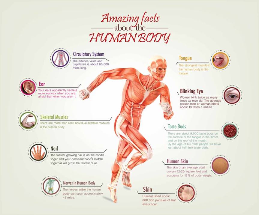 Amazing Facts About The Human Body infographic about human body, health