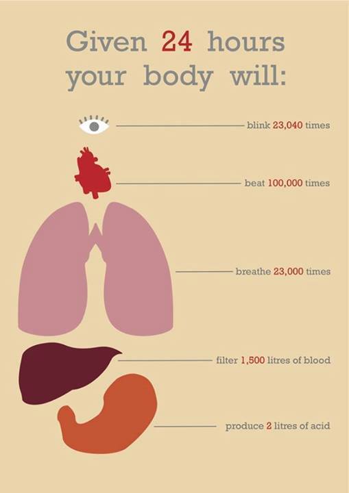 Given 24 Hours Your Body Will: infographic about body, heart