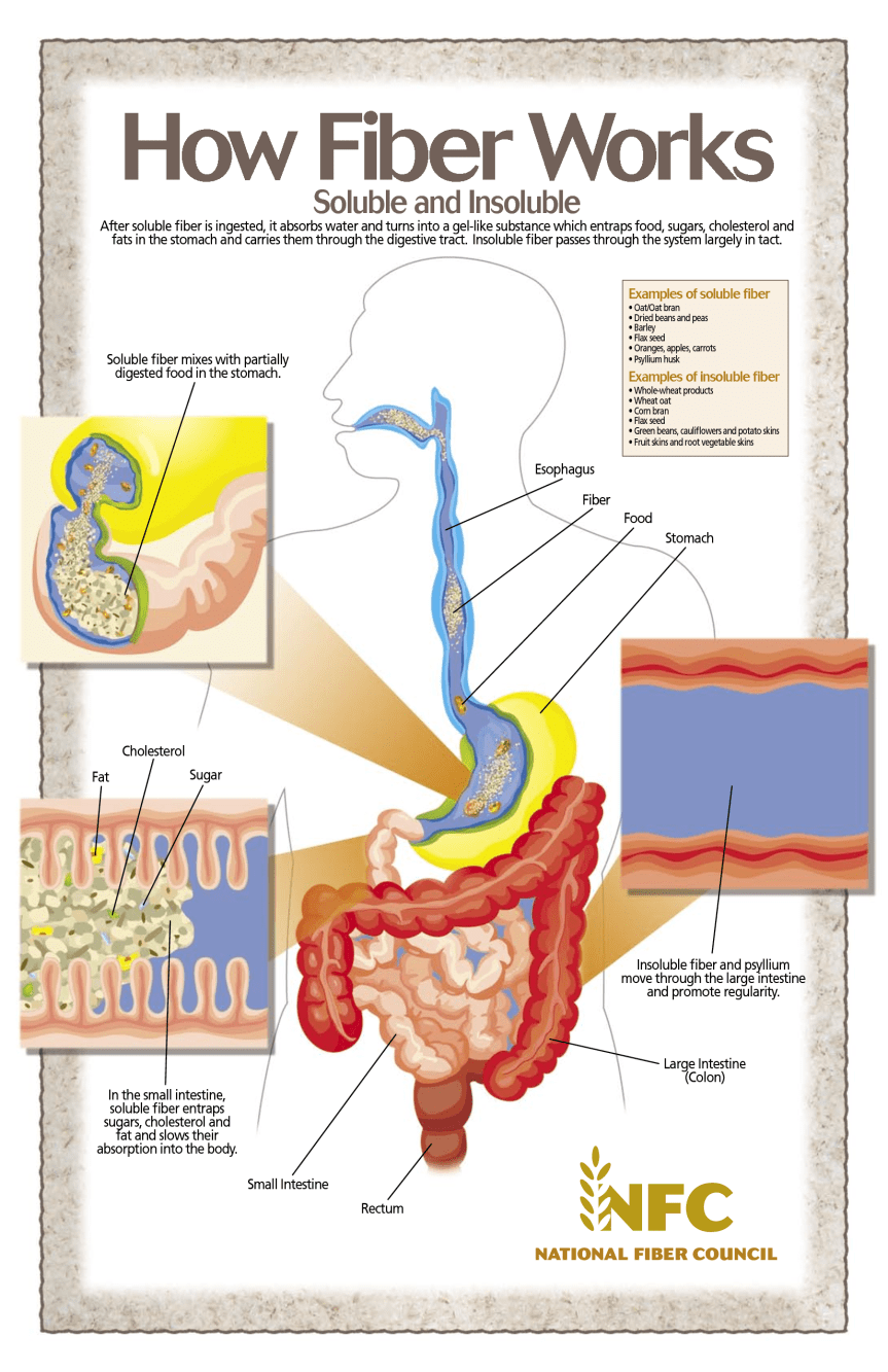 How Fiber Works infographic about fiber, digestion, soluble fiber, insoluble fiber, liver, rectum, small intestine