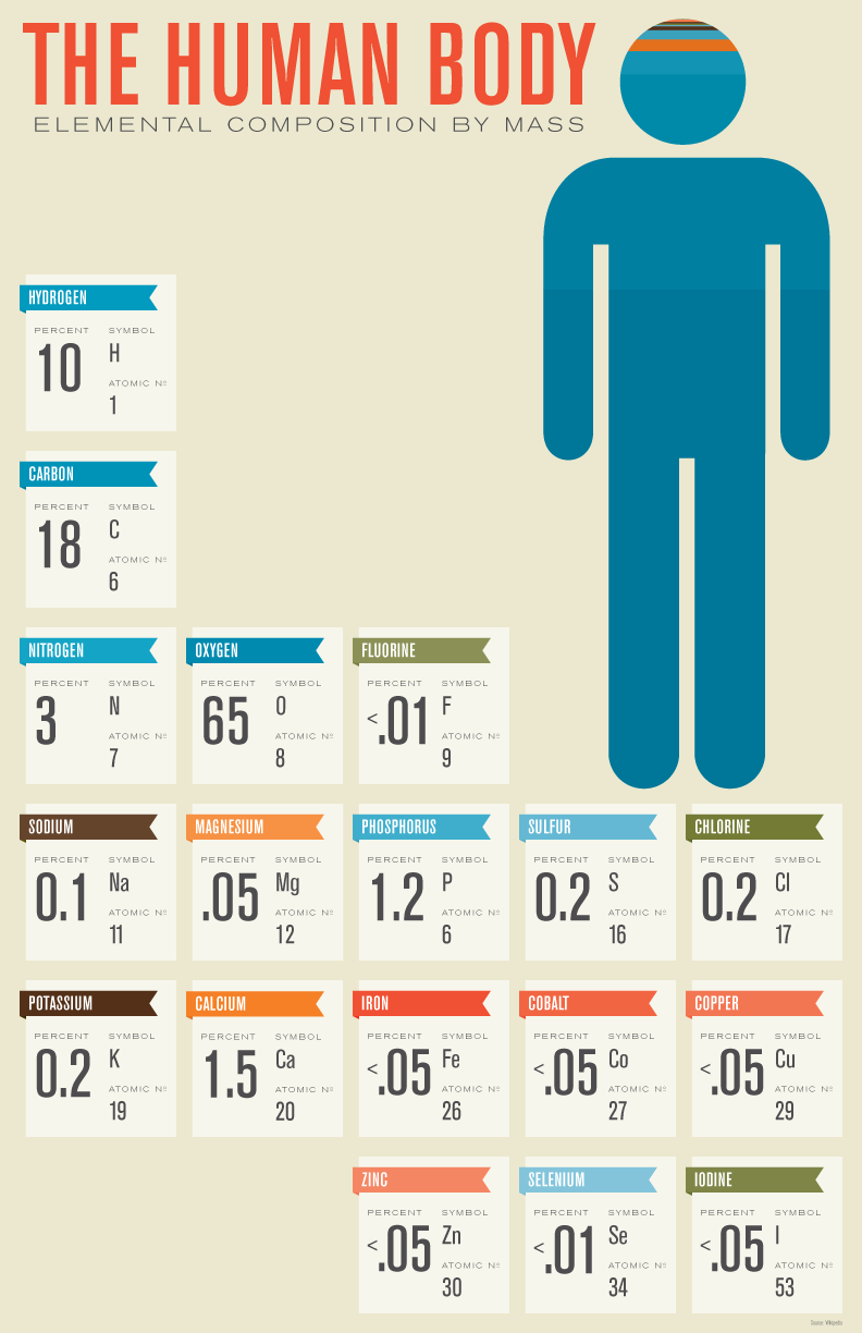 Human Body Composition infographic about human body, body composition