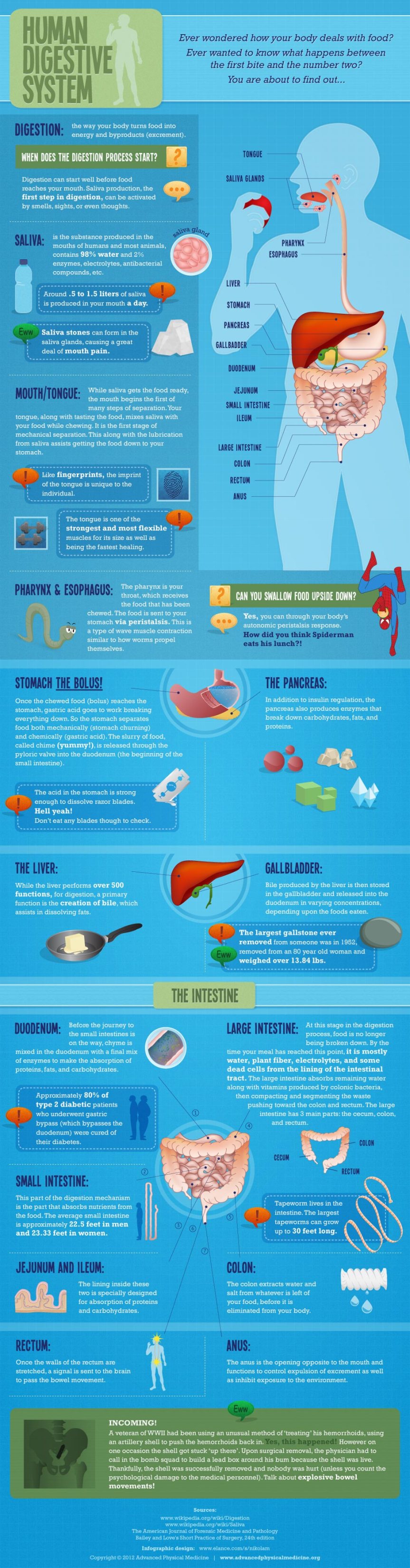 Human Digestive System infographic about digestive system