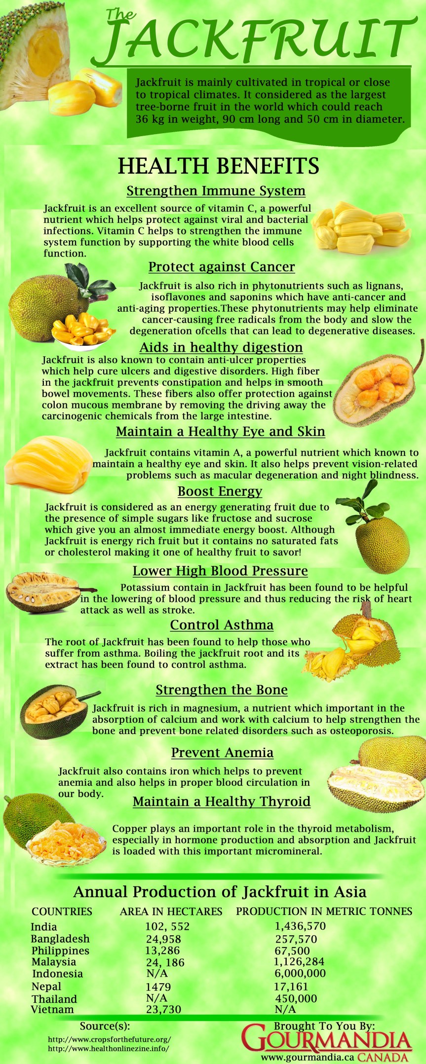 The Jackfruit infographic about fruit
